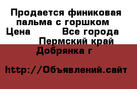 Продается финиковая пальма с горшком › Цена ­ 600 - Все города  »    . Пермский край,Добрянка г.